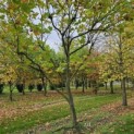 Platanus hispanica - 1