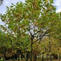 Platanus hispanica - november 2024