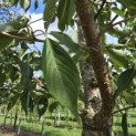 Prunus serrulata 'Shirotae' - Foto 1