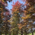 Fagus sylvatica 'Atropunicea' - 2