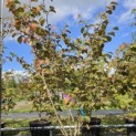 Hamamelis x intermedia 'Feuerzauber' - Foto 1