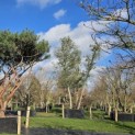 Quercus Suber - februari 2026