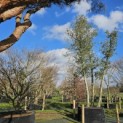 Quercus Suber - februari 2026