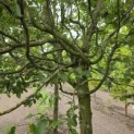 Carpinus betulus 'Frans Fontaine'   (Fastigiata) - 1