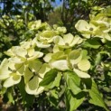 Cornus nuttallii (Venus) - Foto 1