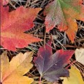 Acer rubrum 'Brandywine' - Foto 1