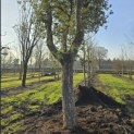 Quercus Suber - 6