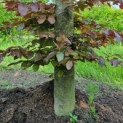 Fagus sylvatica 'Atropunicea' - Afbeelding 1