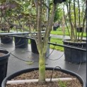 Acer palmatum 'Red Emperor' - Foto 3