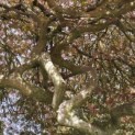Acer palmatum 'Dragon's fire' - 5