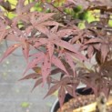 Acer palmatum 'Red Emperor' - Foto 3