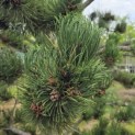 Pinus nigra Oregon Green - 2