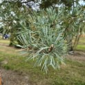 Pinus sylvestris 'Glauca' - 9