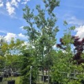 Quercus ilex - 2