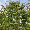 Parrotia persica - 7