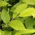 Carpinus betulus 'Frans Fontaine'