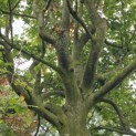 Fagus sylvatica - Foto 5
