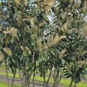 Prunus laur. Caucasica - Foto 4