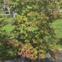 Acer palmatum 'Osakazuki' - Foto 2