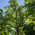 Prunus avium 'Regina' - 3