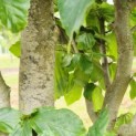 Parrotia persica 'Vanessa' - Foto 2