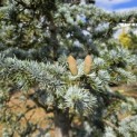 Cedrus libani 'Glauca' - 1