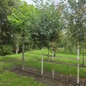Betula utilis 'Jacquemontii' (Doorenbos) - 1