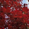 Acer palmatum 'Skeeter's Broom' - 1