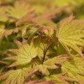 Acer shirasawanum 'Autumn Moon' - 4