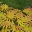 Acer shirasawanum 'Autumn Moon' - 3