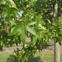 Liquidambar styraciflua - 3