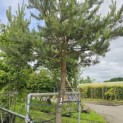 Pinus sylvestris - 1