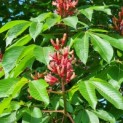 Aesculus pavia var. discolor - Afbeelding 7