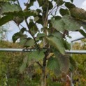 Davidia involucrata - 1