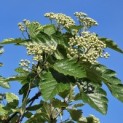 Sorbus 'Intermedia' - Foto 2
