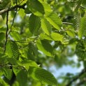Carpinus betulus - impressie jong blad