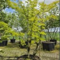 Gleditsia triacanthos ‘Sunburst' - Foto 2
