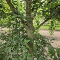 Carpinus betulus - 2