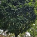 Gleditsia triacanthos ‘Elegantissima’ - 5