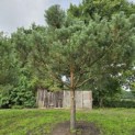 Pinus sylvestris - 3