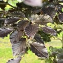 Fagus sylvatica 'Atropunicea' - 3
