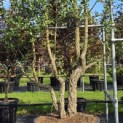 Quercus Suber - Foto 2