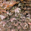 Acer plat. 'Crimson King' - Foto 1