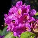 Rhododendron Roseum Elegans - impressie bloei