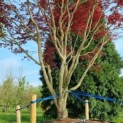 acer palmatum 'Atropurpureum' - Foto 2