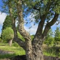 Quercus Suber - 10