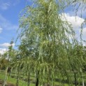Salix sepulcralis 'Chrysocoma' - 1