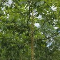 Carya illinoinensis - 2