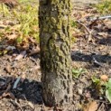 Cornus florida - Afbeelding 3