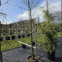 Larix kaempferi 'Diana' - maart 2026